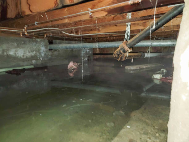Best Flooded house restoration  in Plainview, MN