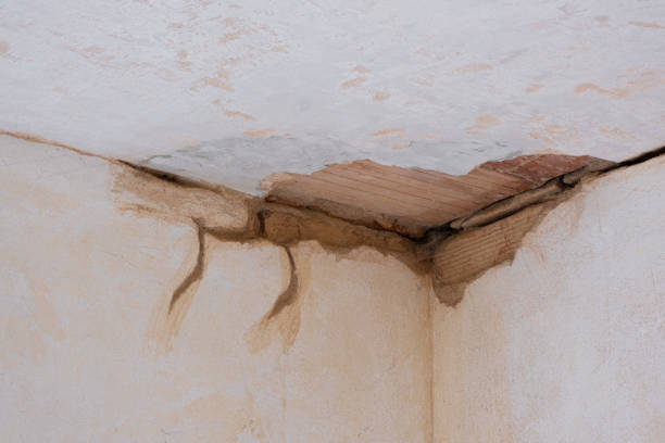Best Professional water damage repair  in Plainview, MN